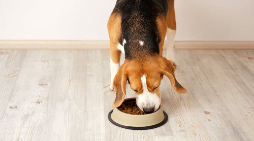 Why Collagen Isn’t Just for You – It’s for Your Dog Too
